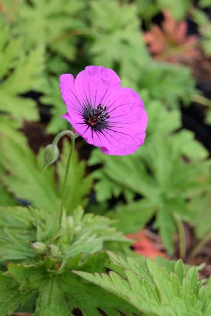 Geranium psilostemon ---